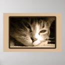 Recherche de couleur sépia posters Photographie