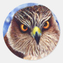Recherche de hawk autocollants Sauvage