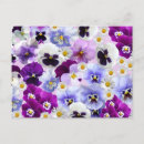 Recherche de marguerite violette cartes postales Floral