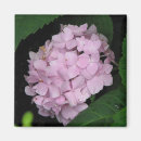 Recherche de hortensias magnets Plantes