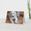 Recherche de crème britannique Chiot