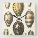 Recherche de coquillage horloges Océan