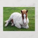 Suche nach ponys postkarten Wild