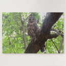 Suche nach eulen foto puzzle Vögel