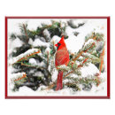 Recherche de oiseau cardinal rouge posters Neige