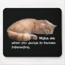 Recherche de citations chat tapis souris Humour