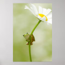 Suche nach frosch poster Niedlich