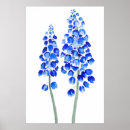 Suche nach blaue hyazinthen poster Blume