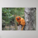 Recherche de golden lion posters Tamarin