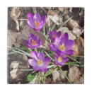Recherche de crocus carreaux Violet