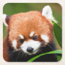Suche nach pandas untersetzer Roter panda