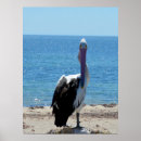 Recherche de oiseau mer posters Drôle