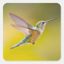 Recherche de hummer autocollants Oiseau