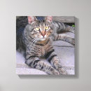 Recherche de minou impressions sur toile Félin