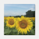 Recherche de tournesols magnets Pour eux