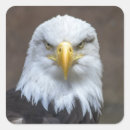 Suche nach eagle aufkleber Amerikanische glattkopfadler