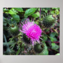 Suche nach ausbrechen poster Natur