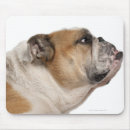 Suche nach englische bulldogge mousepads Studioschuß