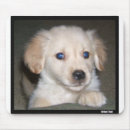 Recherche de yeux tapis souris Animal