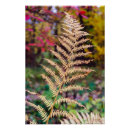 Recherche de fougères posters Nature