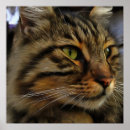 Suche nach aslan poster Katze
