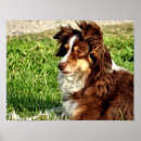 Recherche de bergers australiens posters Animal de compagnie