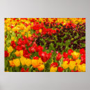 Recherche de floraisons posters Coloré