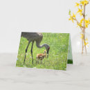 Recherche de grue photographie Photographie de la faune