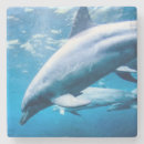 Recherche de dauphin dessous de verres Photographie