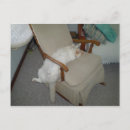 Suche nach fäule postkarten Katze