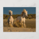 Recherche de camargue cartes postales France