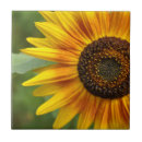 Suche nach sonnenblumen fliesen Gelbblume