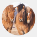 Suche nach isländisches pferd aufkleber Atlantisch