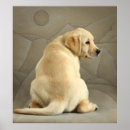 Suche nach labrador welpe poster Farbbild