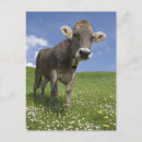 Recherche de humour vache cartes postales Nature