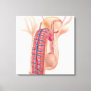 Suche nach reproduktive organe leinwandbilder Genito urinäres system