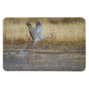 Recherche de crânes magnets Animal