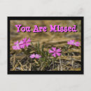Suche nach phlox karten Rosa
