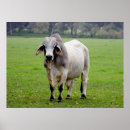 Recherche de bétail posters Boeuf