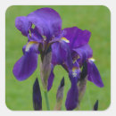 Recherche de iris autocollants Jardin