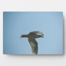 Recherche de crâne plaques Oiseau