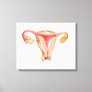 Suche nach weibliche anatomie leinwandbilder Biologie