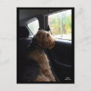 Recherche de lecteur cartes postales Animaux