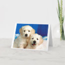 Suche nach zwei hunde karten Labrador