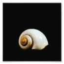 Recherche de et escargot posters Mollusque