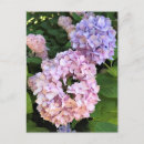 Recherche de hortensia cartes postales Rose
