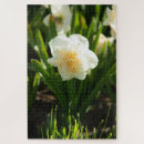 Suche nach narzissen puzzle Fotografie