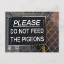 Recherche de pigeon cartes postales Oiseau