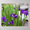 Suche nach iris poster Foto