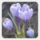 Suche nach lila krokus aufkleber Natur